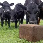 Choosing the Best Mineral Block for Cattle