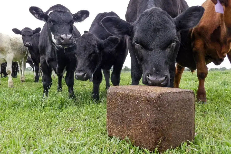 Choosing the Best Mineral Block for Cattle