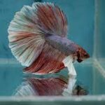 how long can betta fish go without eating